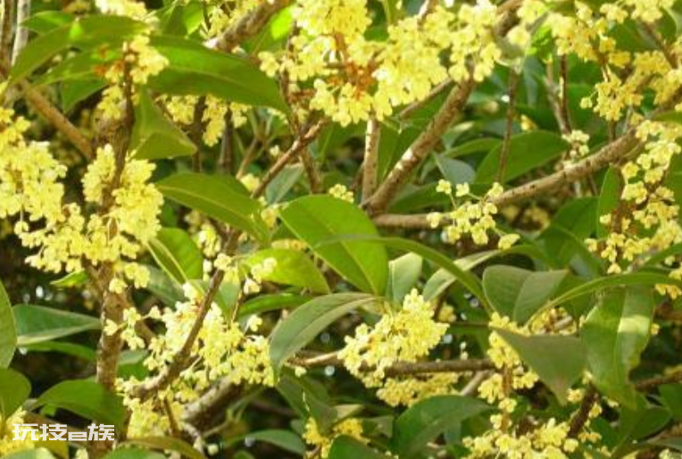 什么花最香持久还好养(室内养这8种花卉花香四溢)-图片6